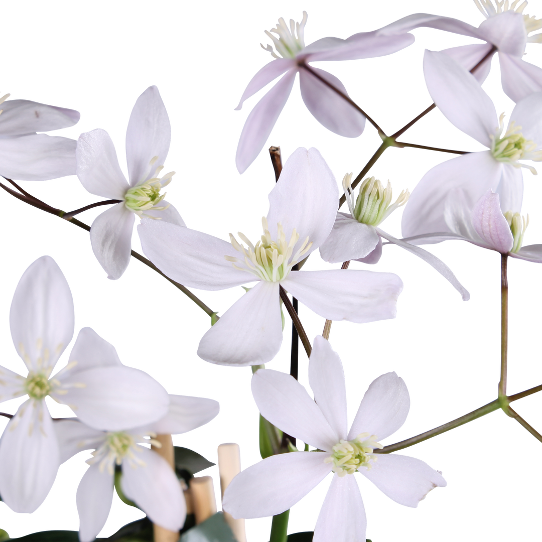 Clematis armandii Apple Blossom - Groenblijvende Clematis Lichtroze - Ø15cm - ↕65cm