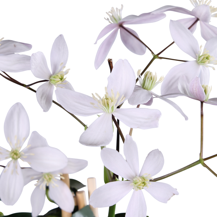 Clematis armandii Apple Blossom - Groenblijvende Clematis Lichtroze - Ø15cm - ↕65cm