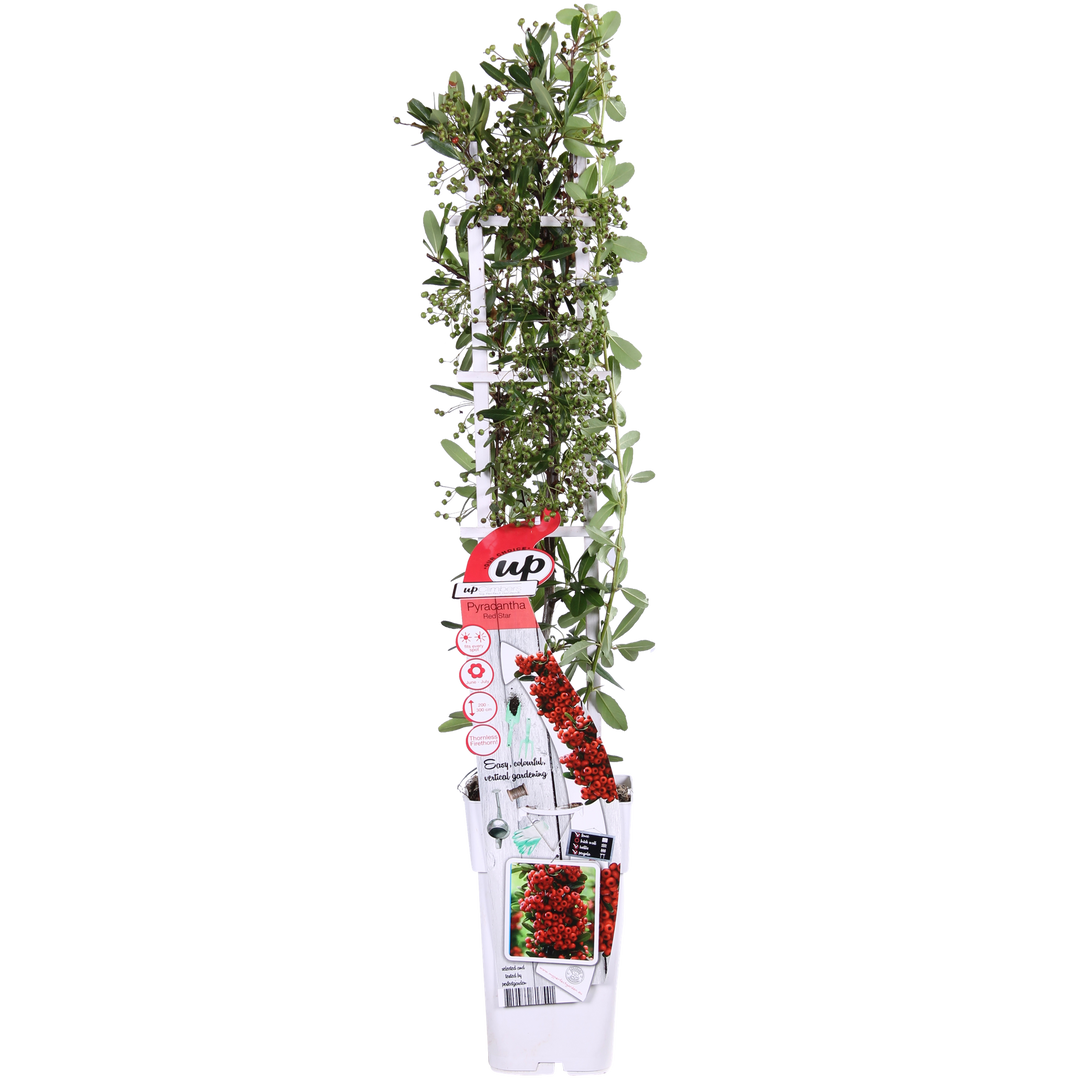 Pyracantha coccinea Red Star - Ø23cm - ↕75cm - Ø15 - ↨65cm