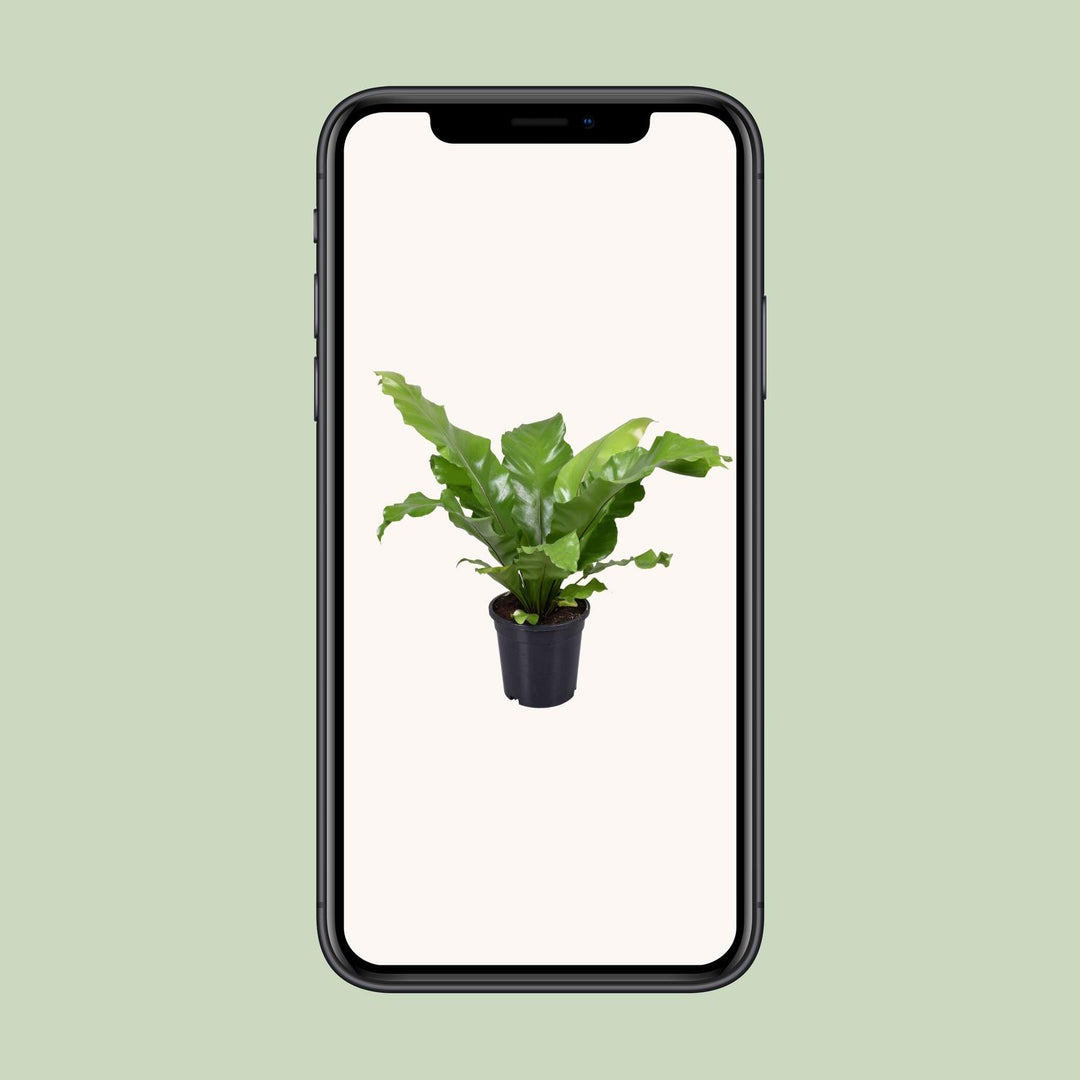 Asplenium Nidus - Ø17cm - ↕45cm