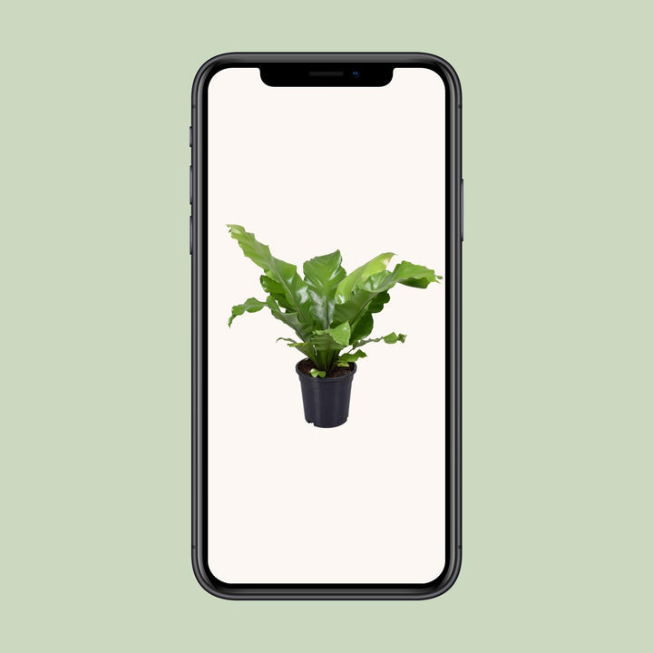Asplenium Nidus - Ø17cm - ↕45cm