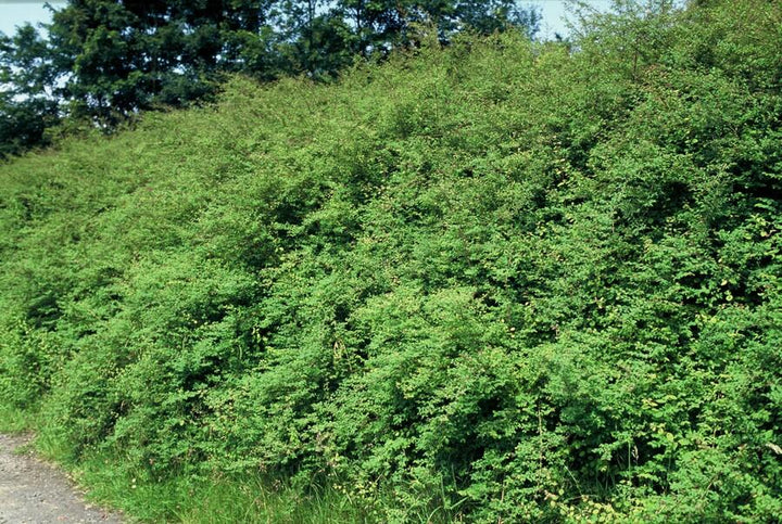 20x Symphoricarpos ch. 'Hancock' - ↕10-25cm - Ø9cm