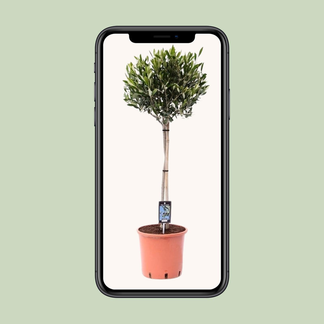 Olea Olijf - Ø22cm - ↕90cm