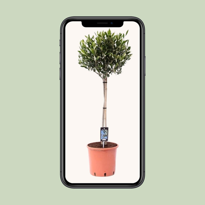 Olea Olijf - Ø22cm - ↕90cm