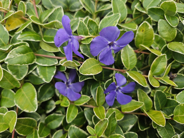 24x Vinca minor 'Argenteovariegata' - ↕10-25cm - Ø9cm