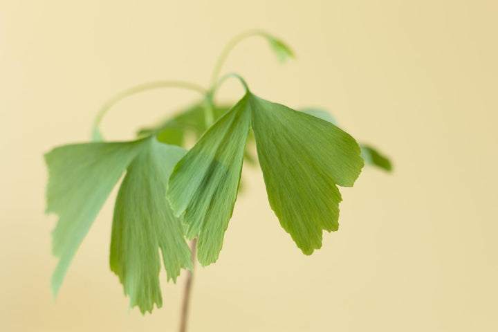 Levensboom - Ginkgo Biloba in brievenbusdoosje met info boekje