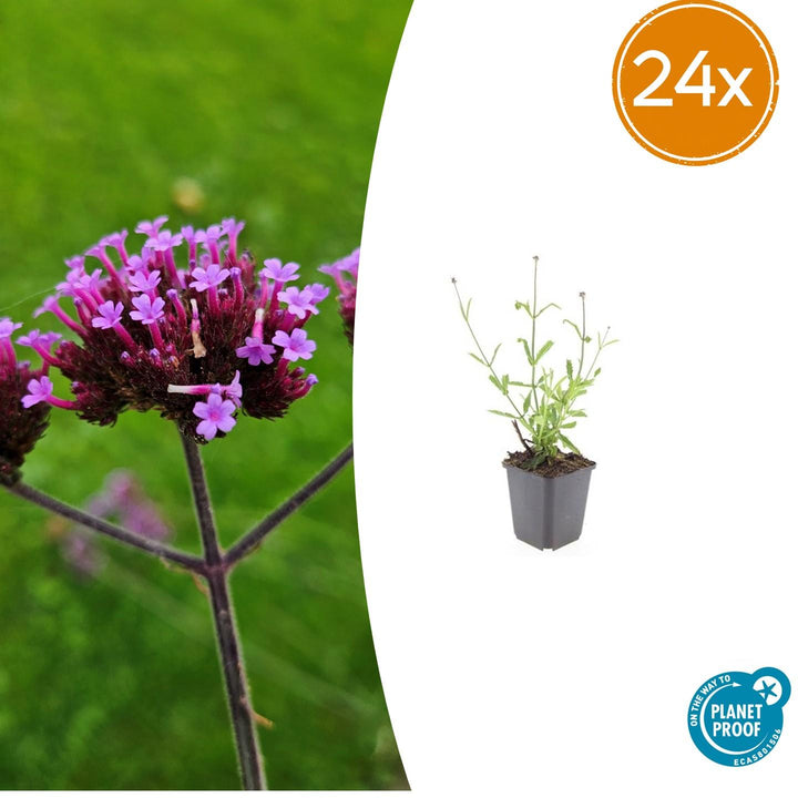 24x Verbena bon. 'Lollipop' - ↕10-25cm - Ø9cm