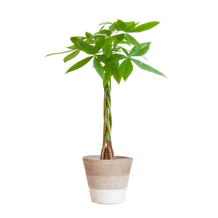 Pachira Aquatica met Mand Lissabon wit - 80cm - Ø21