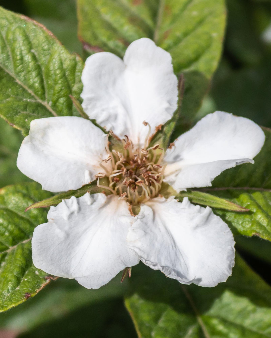 Mespilus germanica 'Westerfield' - Ø23cm - ↕120cm