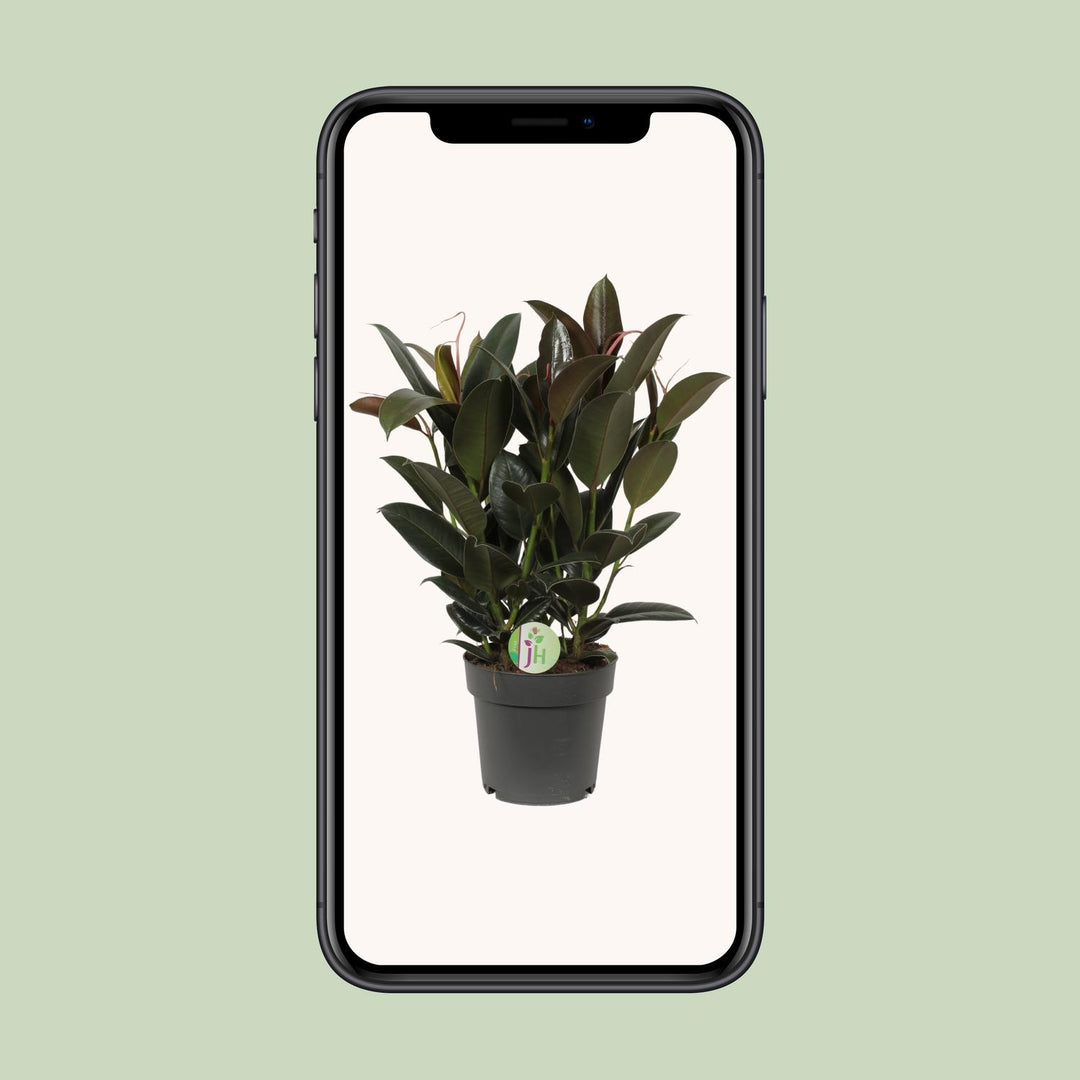 Ficus Melany - Ø19cm - ↕65cm