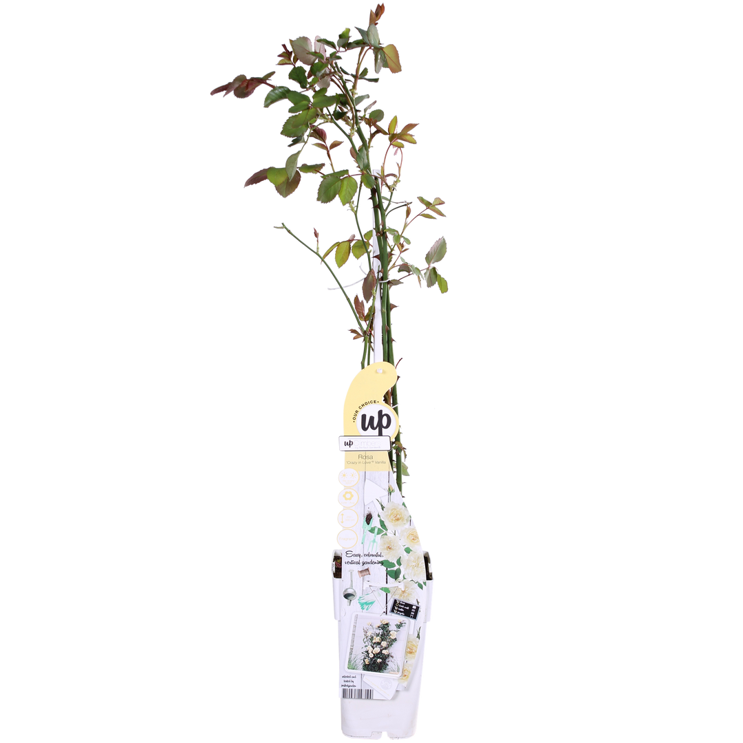 Rosa Crazy in love 'Vanilla' - Creme Roos - Ø15cm - ↕65cm