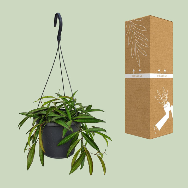 Hoya Weyetii- Ø19cm - ↕20cm