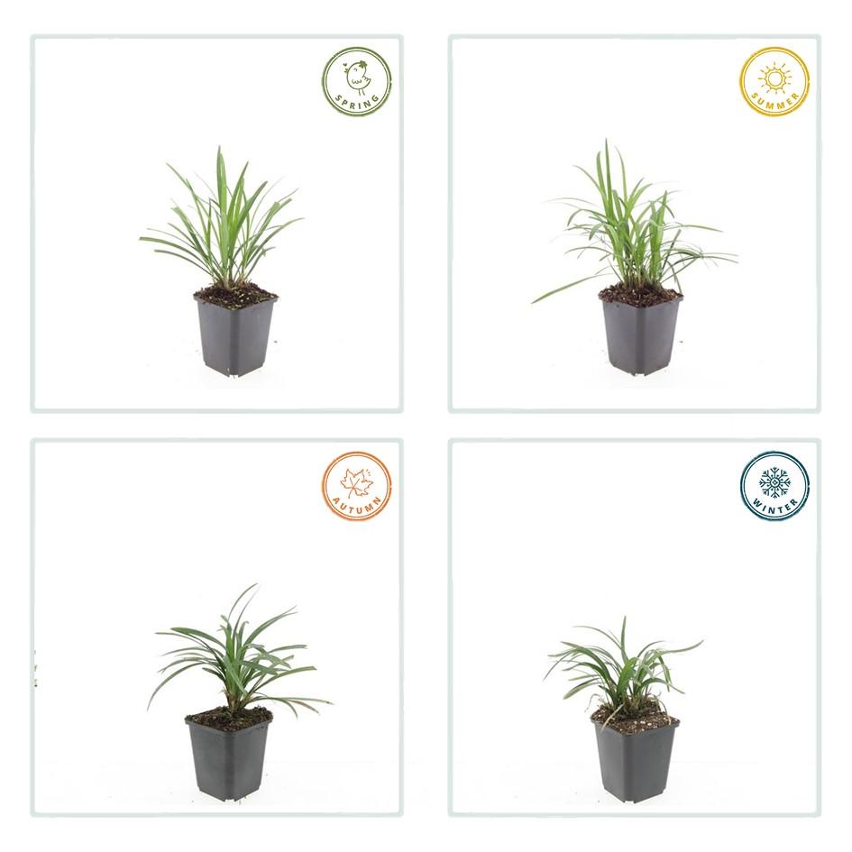 20x Liriope muscari 'Moneymaker' - ↕10-25cm - Ø9cm