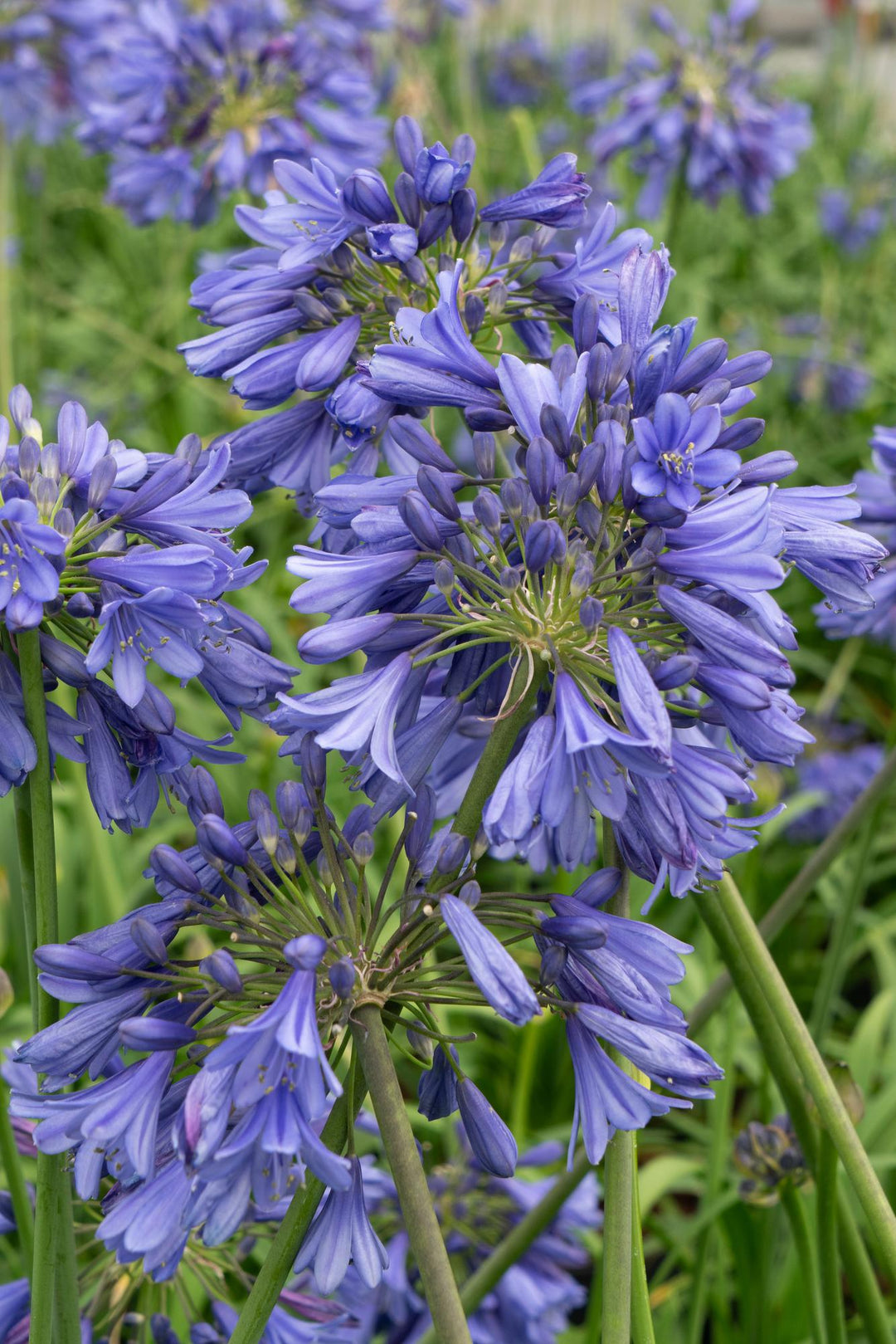 Agapanthus 'Ever Sapphire' - Ø19cm - ↕75cm