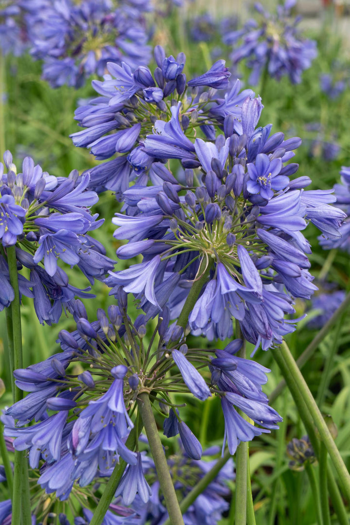 Agapanthus 'Ever Sapphire' - Ø19cm - ↕75cm