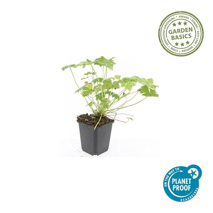 20x Geranium macr. 'Czakor' - ↕10-25cm - Ø9cm