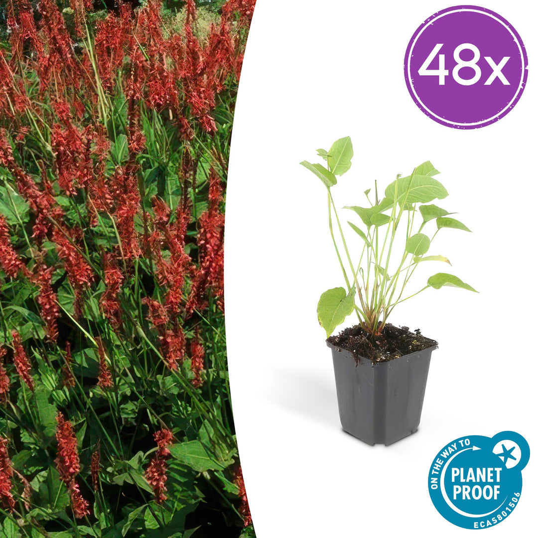 48x Persicaria amplexicaulis - ↕10-25cm - Ø9cm