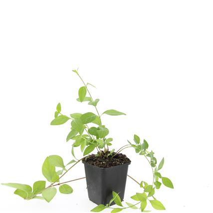 24x Vinca major 'Alba' - ↕10-25cm - Ø9cm
