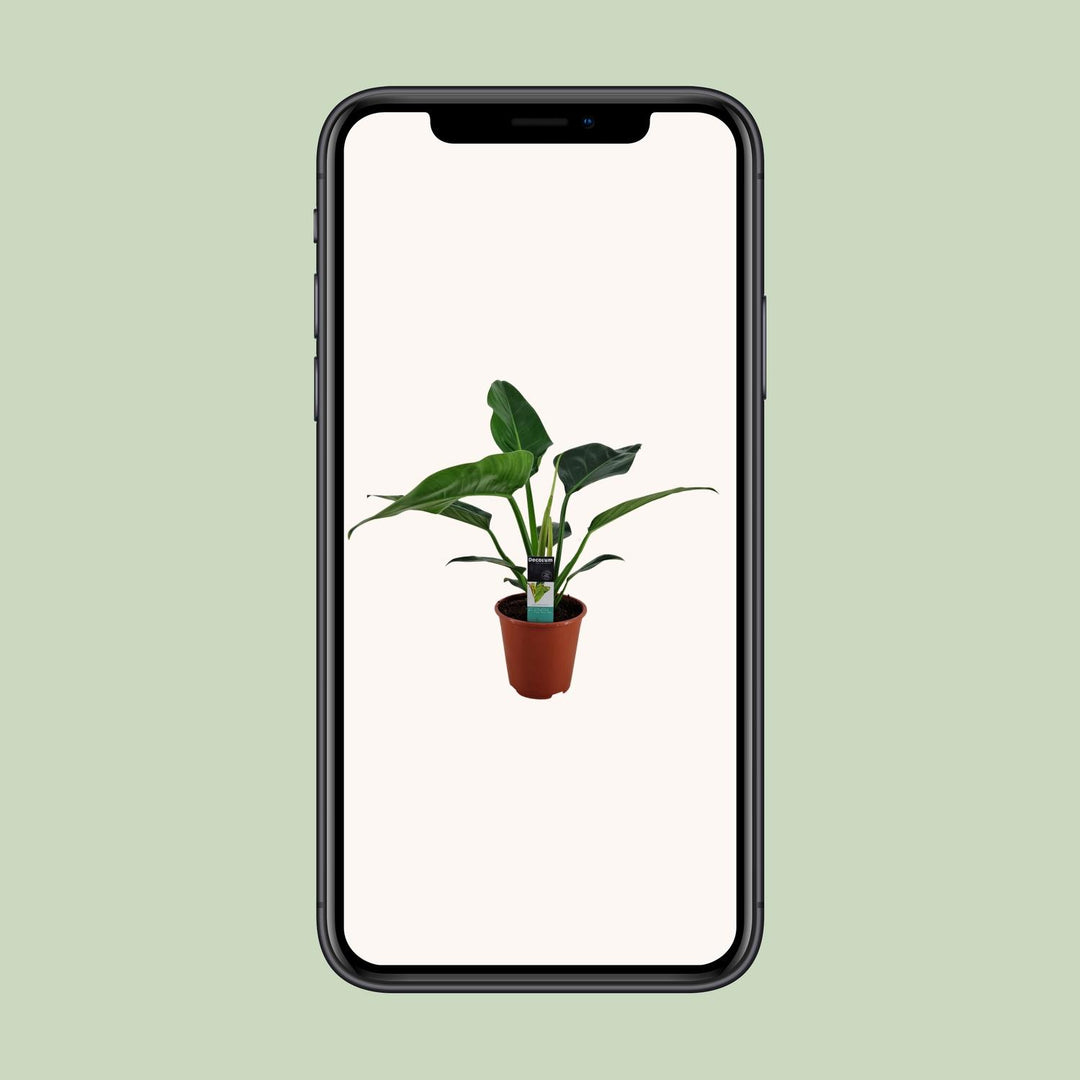 Philodendron Congo Millions - Ø19cm - ↕70cm