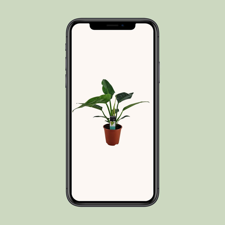 Philodendron Congo Millions - Ø19cm - ↕70cm