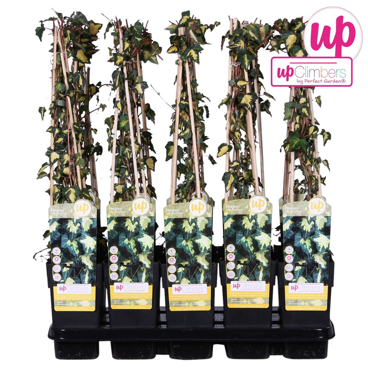 Hedera helix 'Goldheart' - Ø15cm - ↕65cm