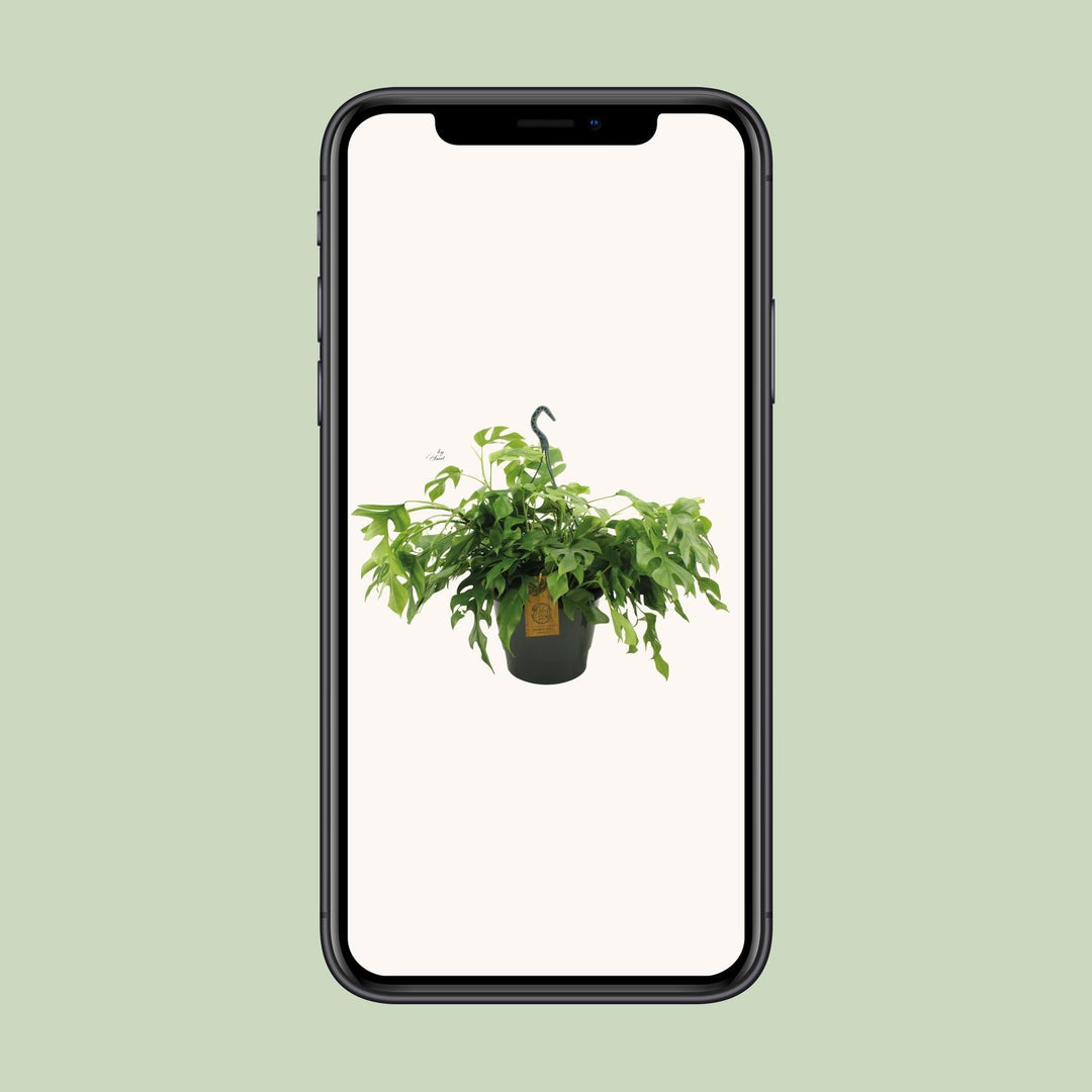 Monstera Minima 27cm HP - Ø27cm - ↕50cm