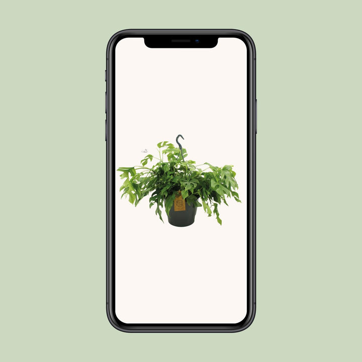 Monstera Minima 27cm HP - Ø27cm - ↕50cm
