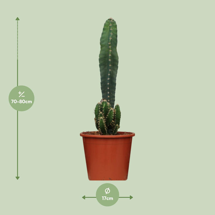 Cereus Peruvianus Florida - Ø17cm - ↕75cm