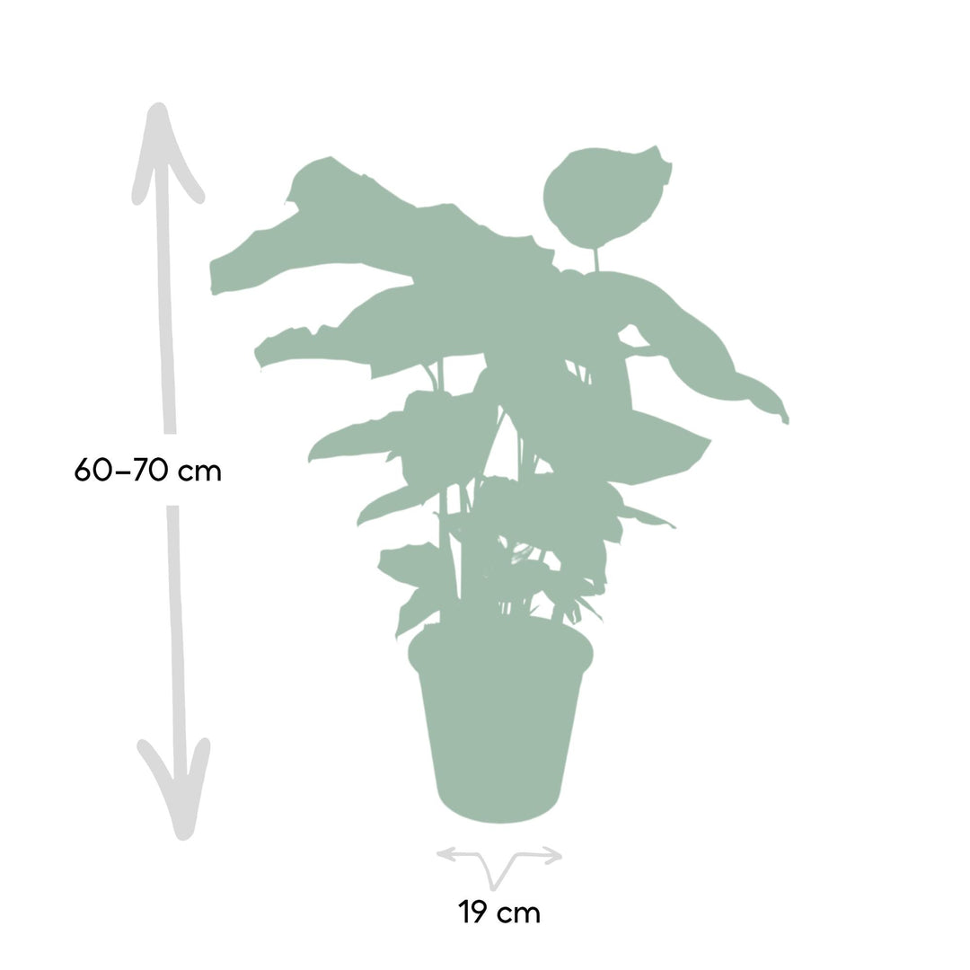 Calathea Whitestar - Pauwenplant - Ø19cm - ↕50cm