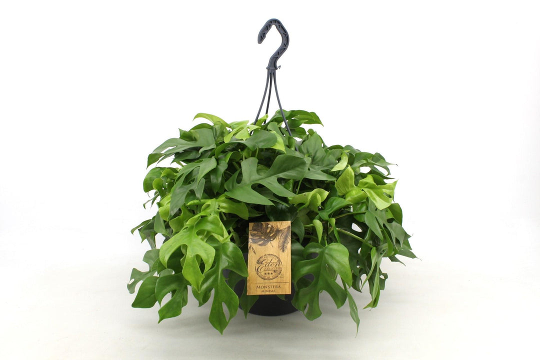 Monstera Minima 27cm HP - Ø27cm - ↕50cm