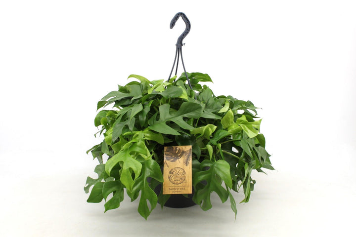 Monstera Minima 27cm HP - Ø27cm - ↕50cm