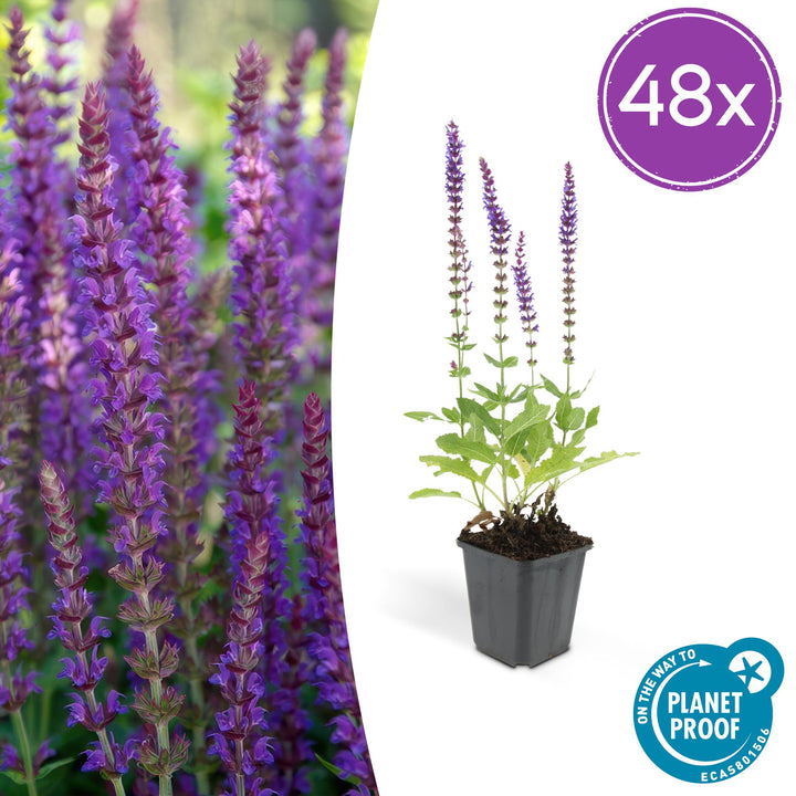 48x Salvia nem. 'Ostfriesland' - ↕10-25cm - Ø9cm