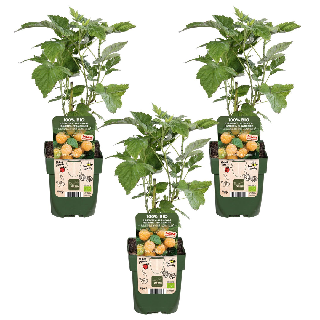 3x Rubus id. Twotimer 'Sugana Yellow' - ↨45cm - Ø13