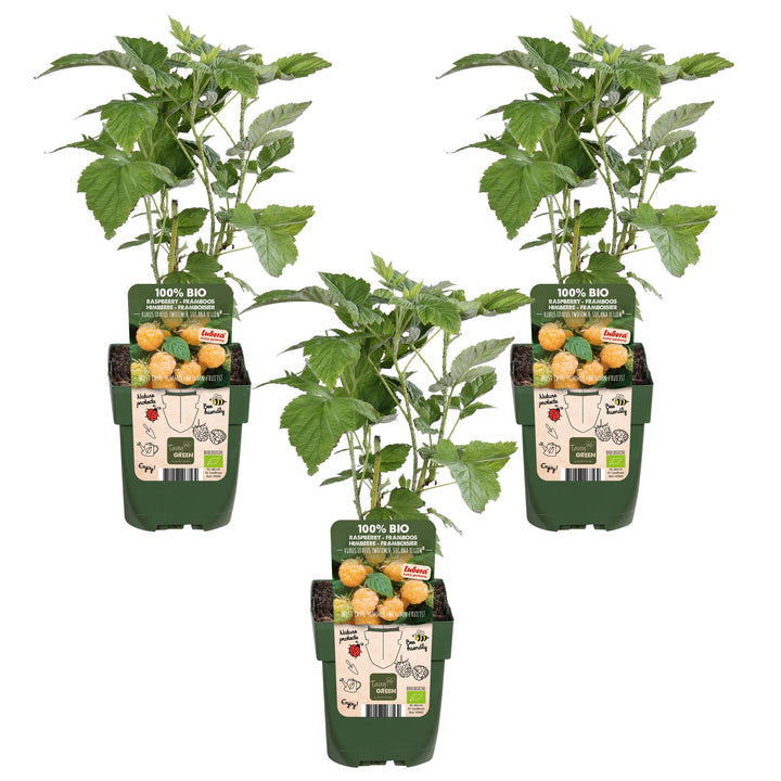 3x Rubus id. Twotimer 'Sugana Yellow' - ↨45cm - Ø13