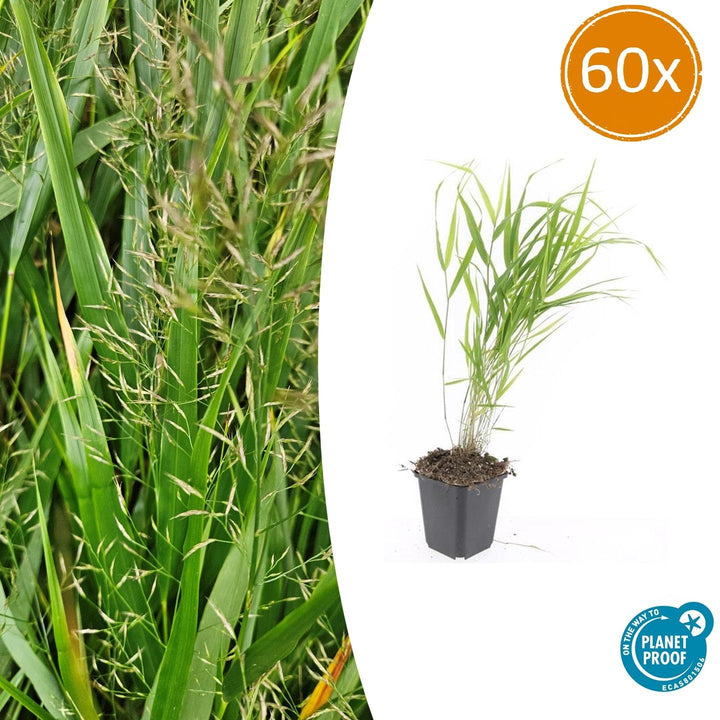 60x Hakonechloa macra - ↕10-25cm - Ø9cm