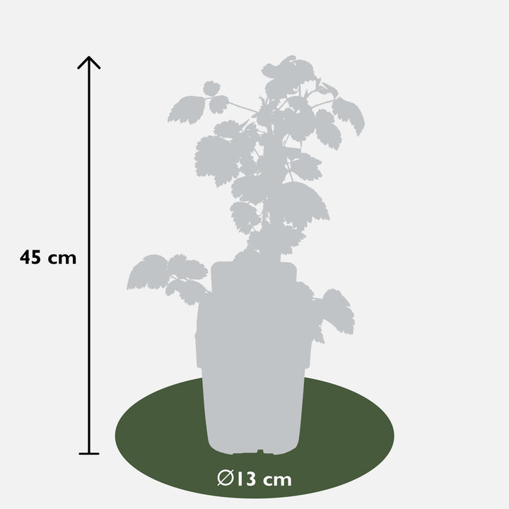 3x - Rubus mix - ↨45cm - Ø13