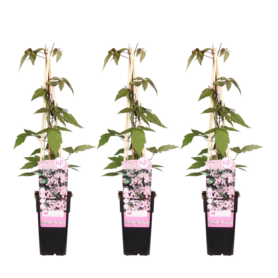 3x - Clematis Montana 'Fragrant Spring' - ↨65cm - Ø15