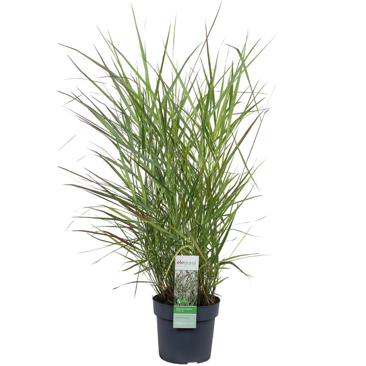 Panicum virgatum 'Prairie Sky' - Ø19cm - ↕50cm