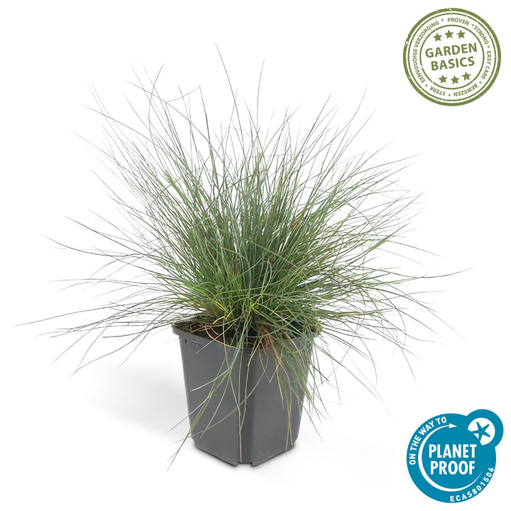 24x Festuca glauca 'Elijah Bleu' - ↕10-25cm - Ø9cm